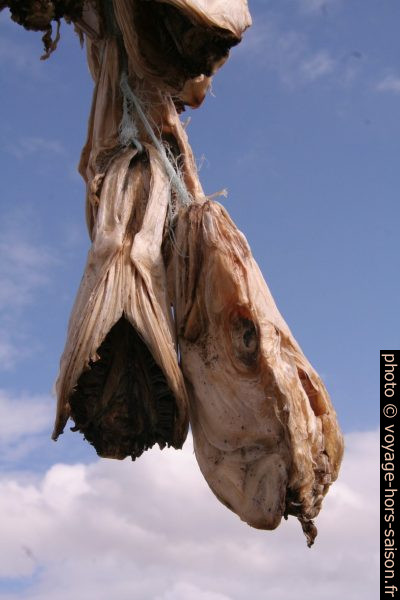 Têtes de poissons séchées à Hjalteyri. Photo © Alex Medwedeff