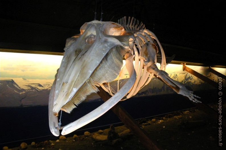 Squelette de baleine. Photo © André M. Winter