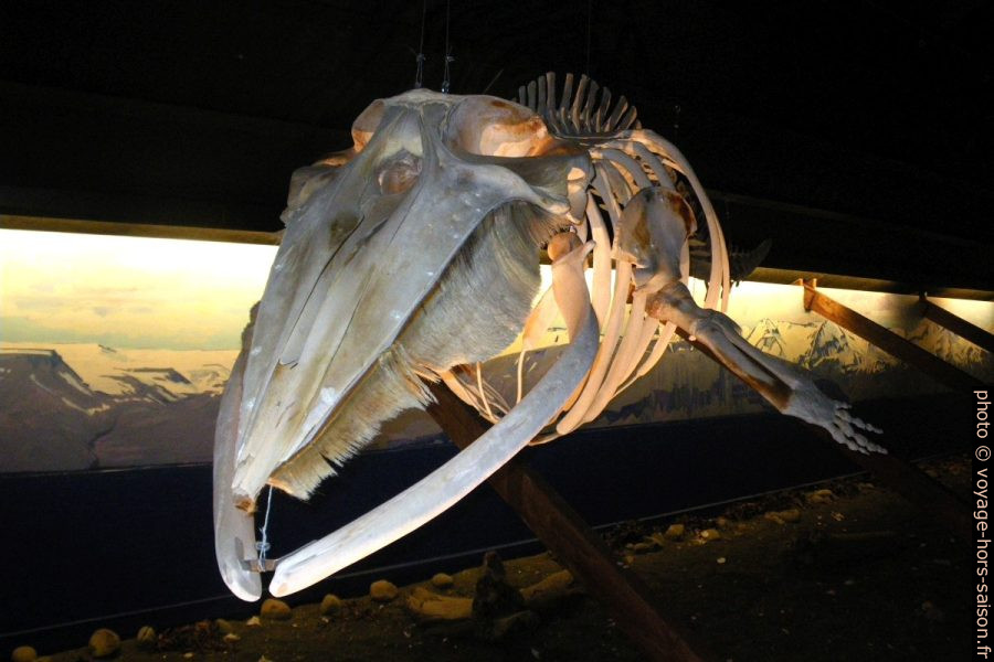 Squelette de baleine. Photo © André M. Winter