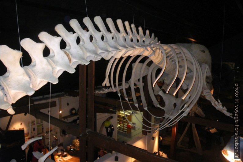 Squelette de baleine. Photo © André M. Winter
