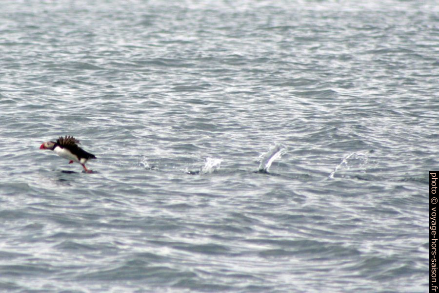 Macareux moine décolle de l'eau. Photo © André M. Winter