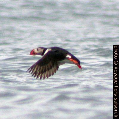 Le macareux moine a décolle de l'eau. Photo © André M. Winter