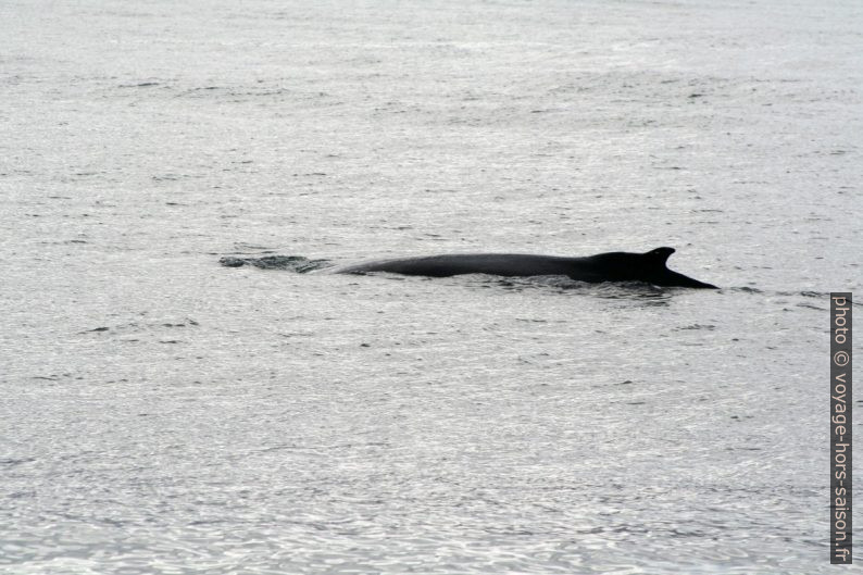 Baleine à bosse plonge. Photo © André M. Winter