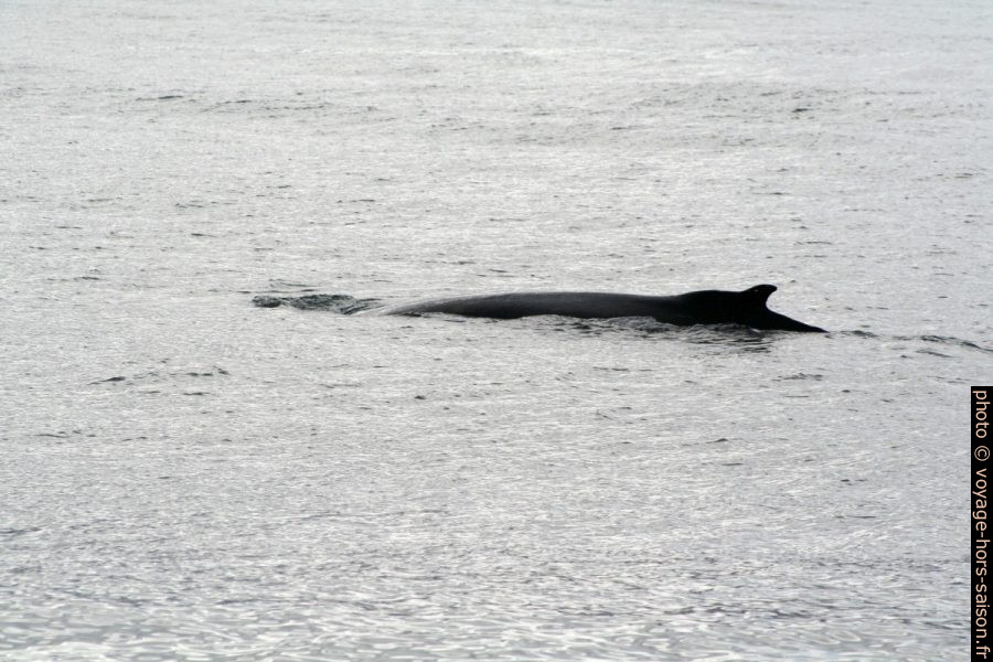 Baleine à bosse plonge. Photo © André M. Winter