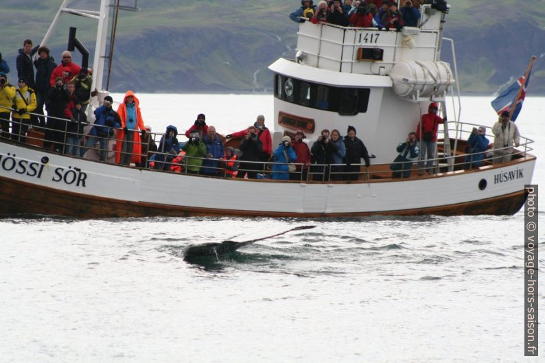 Nageoire caudale d'une baleine à bosse. Photo © André M. Winter