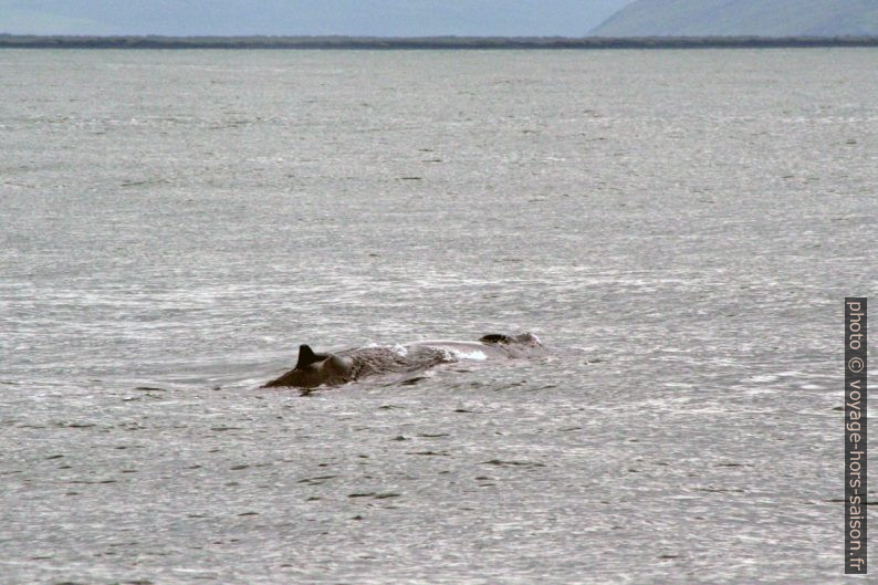 Baleine à bosse. Photo © André M. Winter