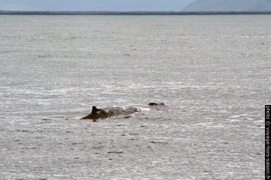 Baleine à bosse. Photo © André M. Winter
