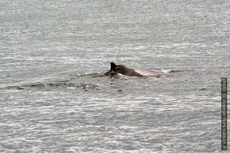 Bosse d'une baleine à bosse. Photo © André M. Winter