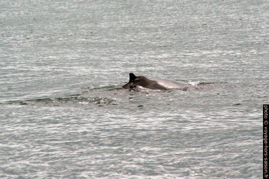 Bosse d'une baleine à bosse. Photo © André M. Winter
