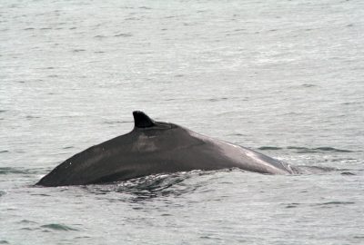 Baleine à bosse roule son dos. Photo © André M. Winter