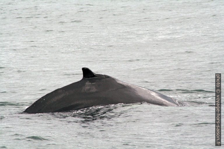 Baleine à bosse roule son dos. Photo © André M. Winter