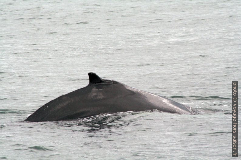 Baleine à bosse roule son dos. Photo © André M. Winter