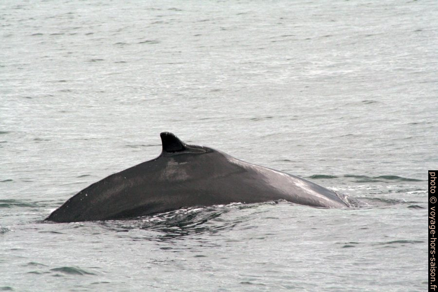 Baleine à bosse roule son dos. Photo © André M. Winter