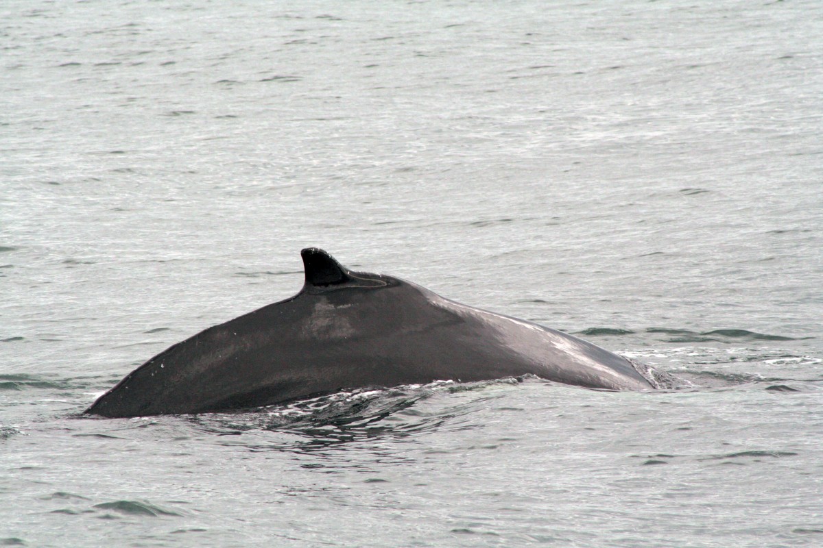 Baleine à bosse roule son dos. Photo © André M. Winter