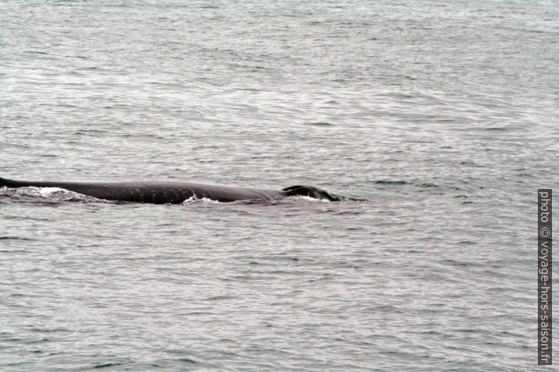Évent d'une baleine à bosse. Photo © André M. Winter