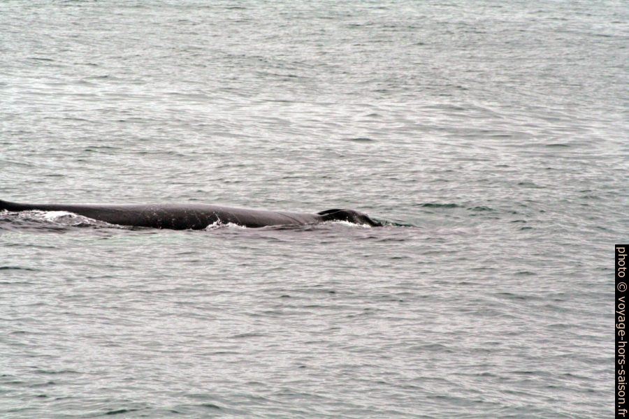 Évent d'une baleine à bosse. Photo © André M. Winter