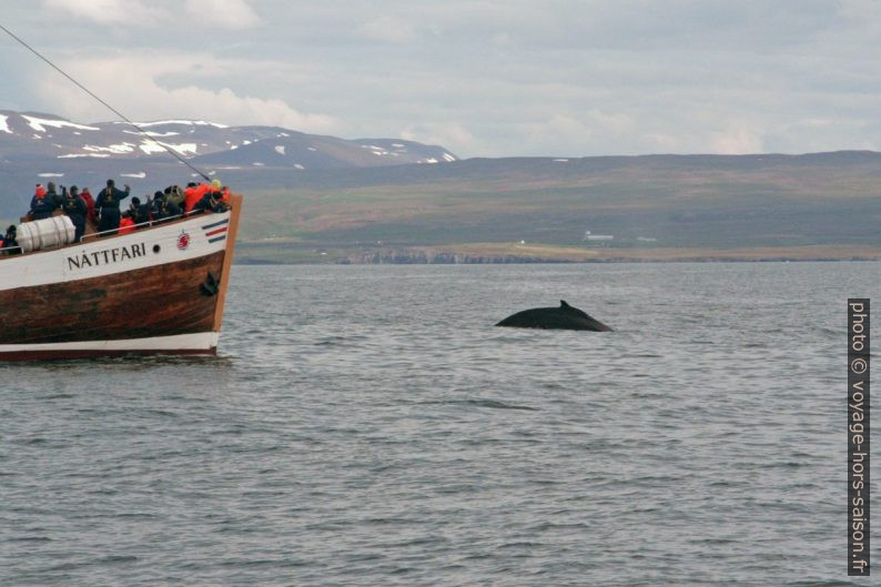 Une baleine à bosse plonge près d'un bateau d'observation. Photo © André M. Winter