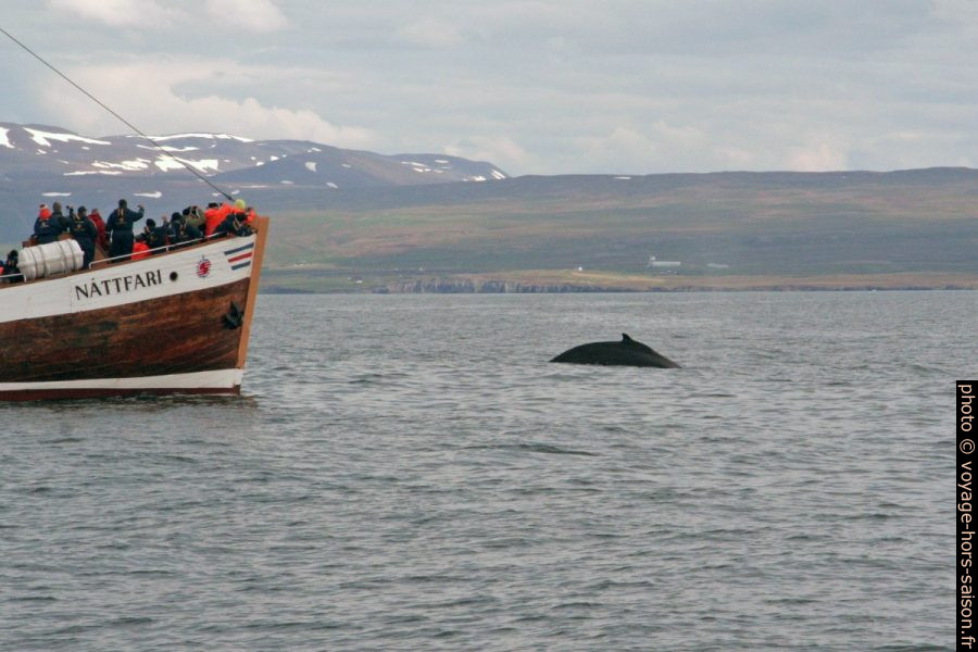 Une baleine à bosse plonge près d'un bateau d'observation. Photo © André M. Winter