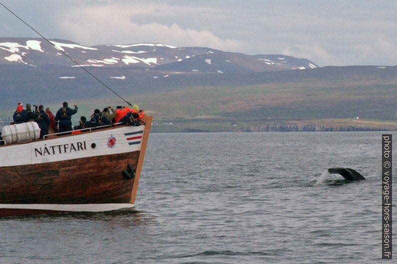 Une baleine à bosse plonge près d'un bateau d'observation. Photo © André M. Winter