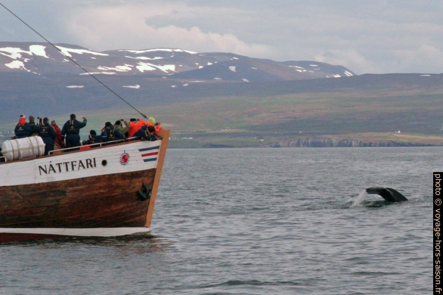 Une baleine à bosse plonge près d'un bateau d'observation. Photo © André M. Winter