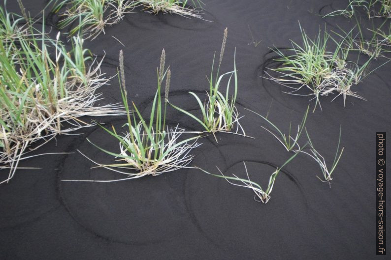 Traces d'herbes concentriques dans le sable noir. Photo © Alex Medwedeff