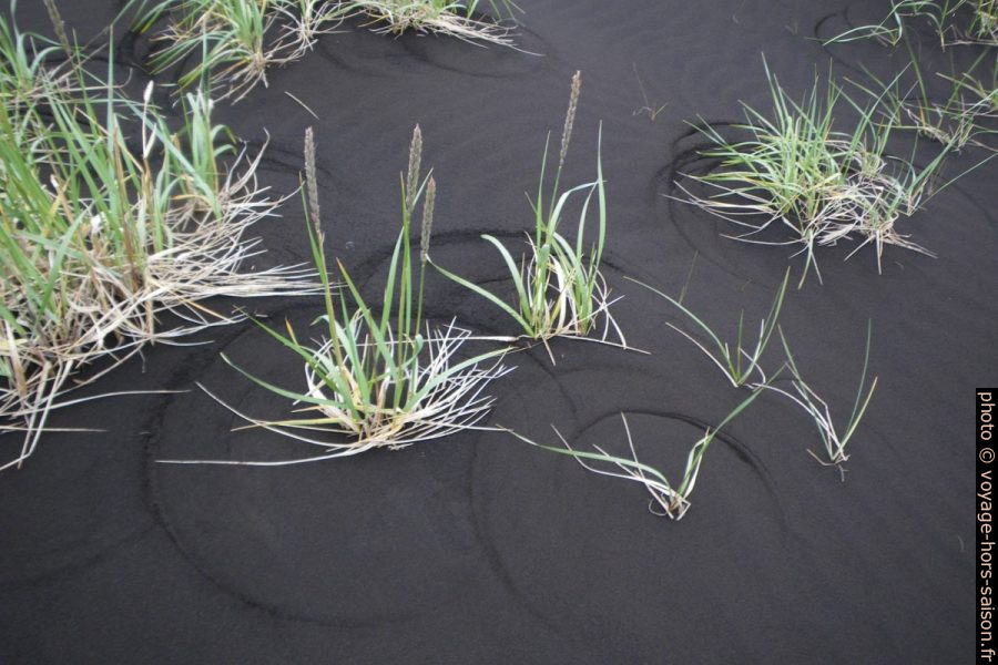 Traces d'herbes concentriques dans le sable noir. Photo © Alex Medwedeff
