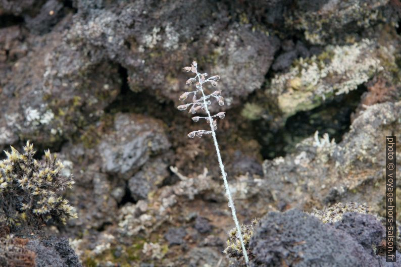 Brin d'herbe mouillée de buée au Leirhnjúkshraun. Photo © Alex Medwedeff