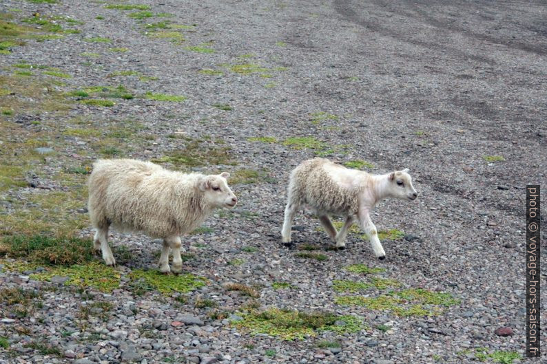Moutons islandais. Photo © Alex Medwedeff
