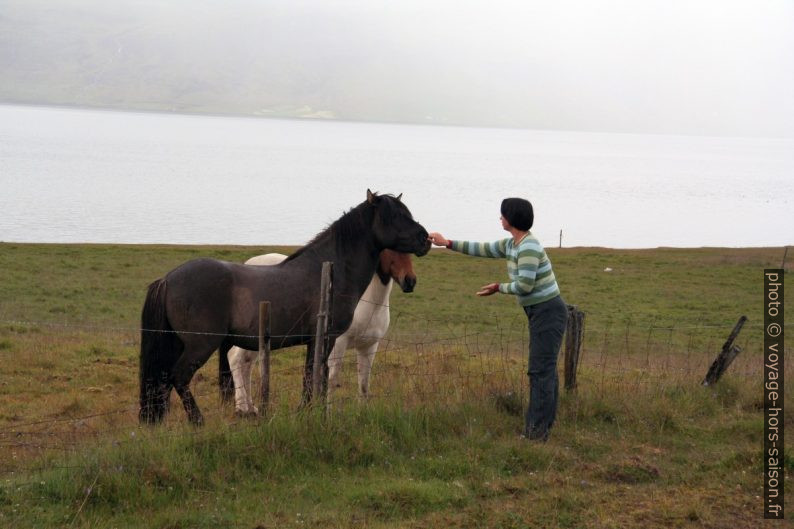 Alex caresse les naseau de chevaux d'Islande. Photo © André M. Winter