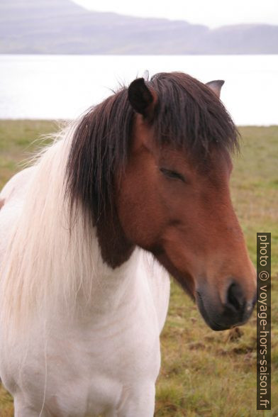 Cheval d'Islande. Photo © Alex Medwedeff