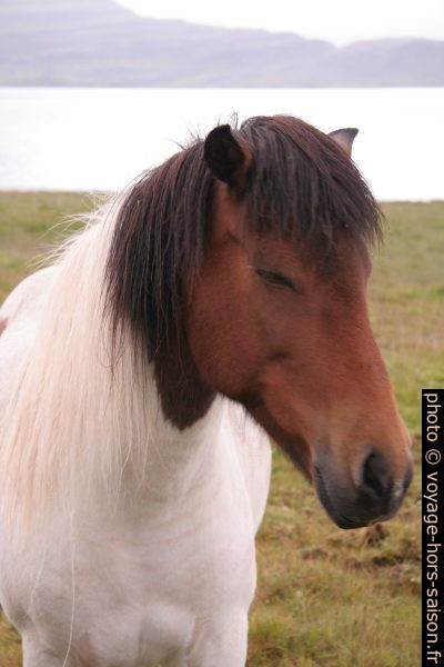 Cheval d'Islande. Photo © Alex Medwedeff