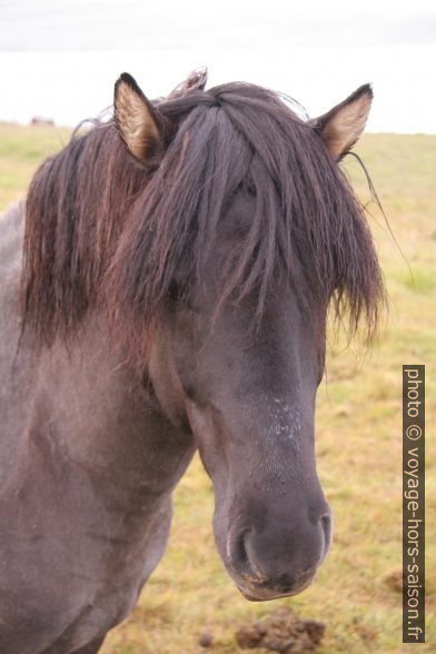 Cheval islandais. Photo © Alex Medwedeff