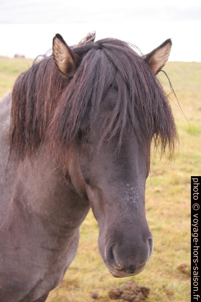 Cheval islandais. Photo © Alex Medwedeff