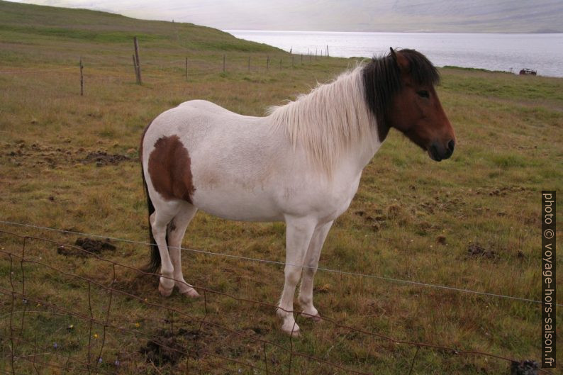 Cheval islandais bicolore. Photo © Alex Medwedeff