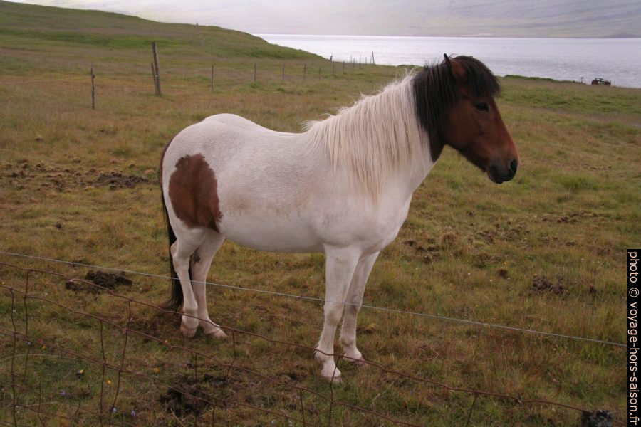 Cheval islandais bicolore. Photo © Alex Medwedeff