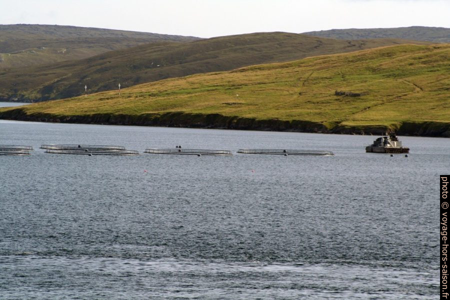 Pisciculture de pleine mer entre Firth Ness et Linga. Photo © André M. Winter
