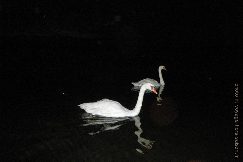 Cygnes sur le Bistensee le soir. Photo © André M. Winter