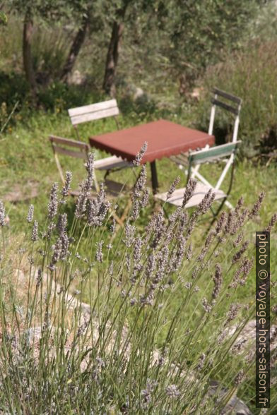 Lavande devant petite table et quatre chaises métalliques. Photo © Alex Medwedeff