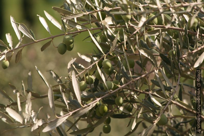 Olives vertes sur l'olivier. Photo © Alex Medwedeff