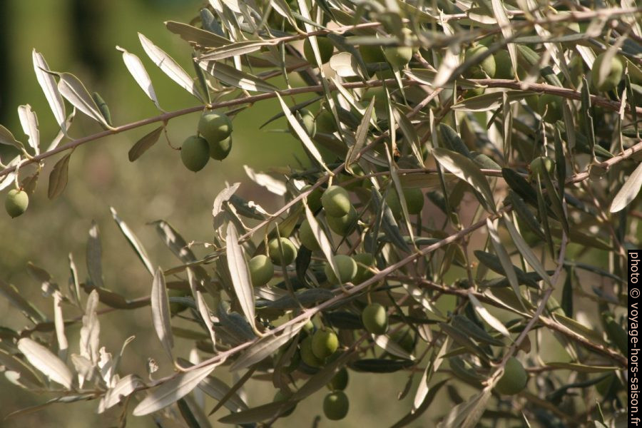 Olives vertes sur l'olivier. Photo © Alex Medwedeff