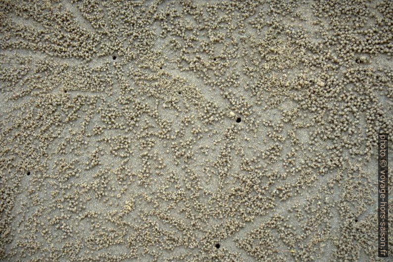 Crabes produisant des boules de sable sur la plage. Photo © Alex Medwedeff