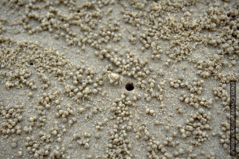 Crabe scopimera globosa produisant des boules de sable. Photo © Alex Medwedeff