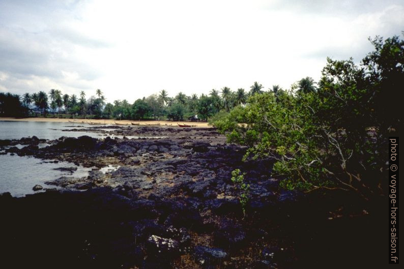 Côte de conglomérat de fossiles marin à Susan Hoi. Photo © Alex Medwedeff