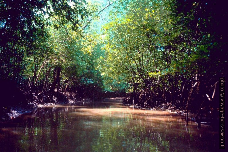 Les mangroves d'Ao Luk. Photo © André M. Winter