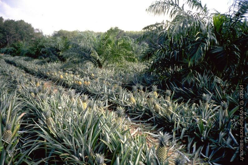 Ananas mûrs dans un champ. Photo © André M. Winter