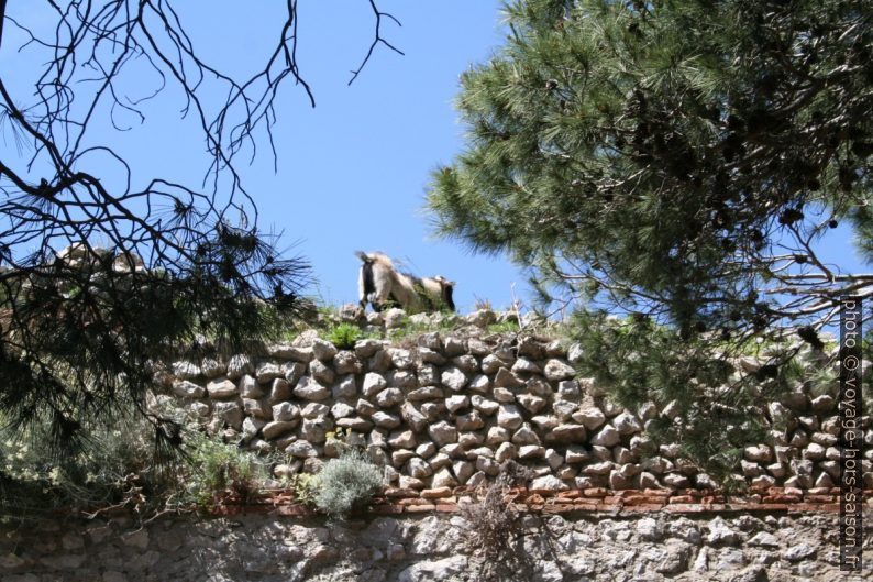 Une chèvre dans les ruines de la Villa Jovis. Photo © André M. Winter