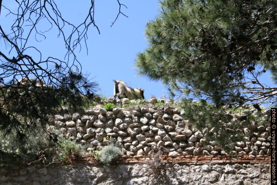 Une chèvre dans les ruines de la Villa Jovis. Photo © André M. Winter