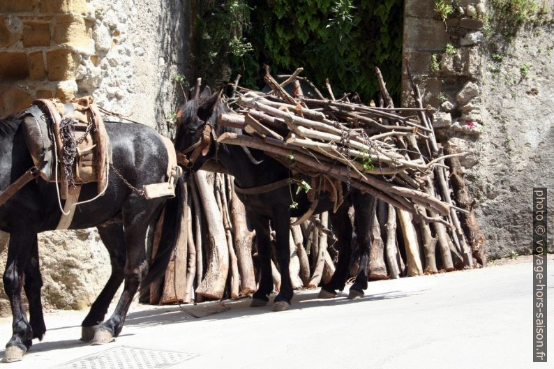 Ânes chargés de bois à Amalfi. Photo © André M. Winter