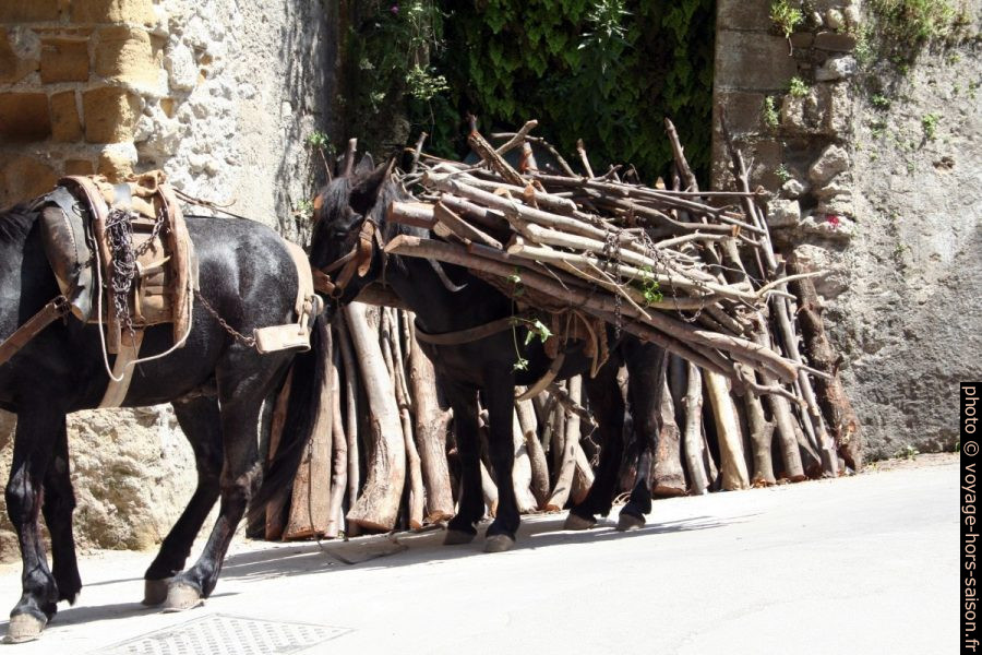 Ânes chargés de bois à Amalfi. Photo © André M. Winter