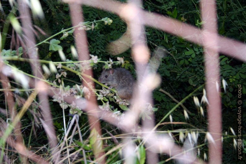 Un rat au camping. Photo © André M. Winter